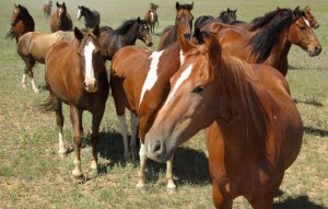 Herd of horses 